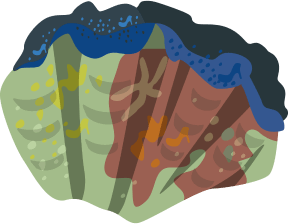 Giant clam