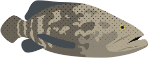 Giant grouper