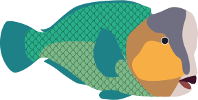 Bumphead parrotfish