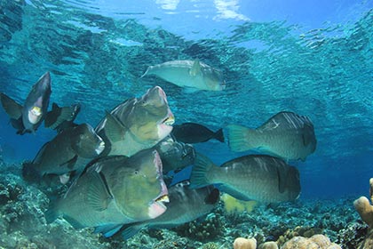 Bumphead Parrotfish