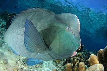 Bumphead Parrotfish