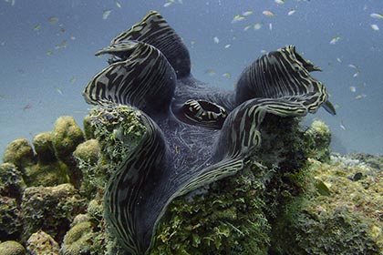 Giant clam