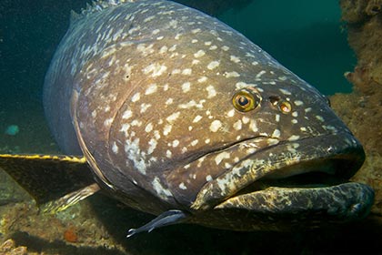Giant Grouper
