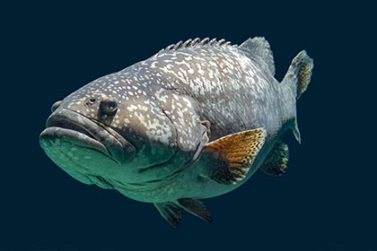 Giant Grouper