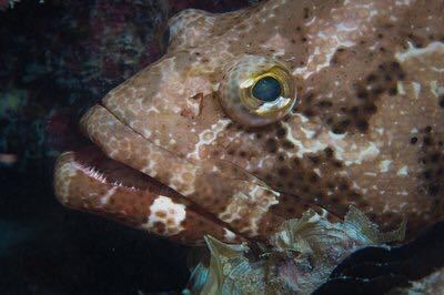 Grouper
