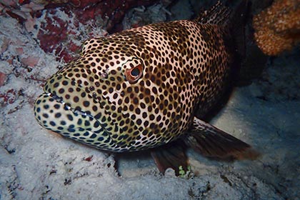 Grouper