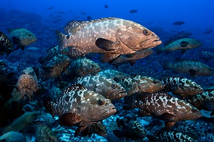 Grouper