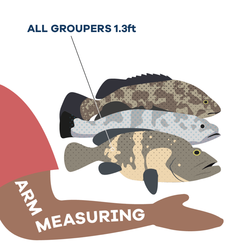 Grouper size information