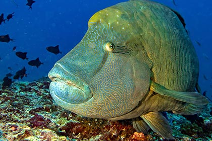 Giant Grouper