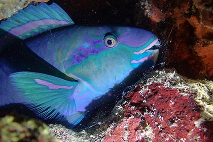 Parrotfish