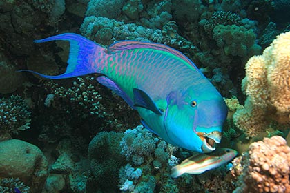 Bumphead Parrotfish