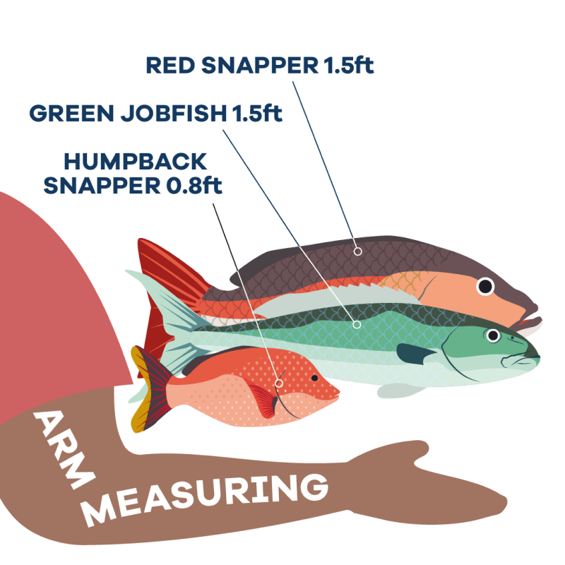 Snapper size information